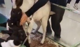 小羊出轨爆料视频播放,小羊背叛真相大揭秘